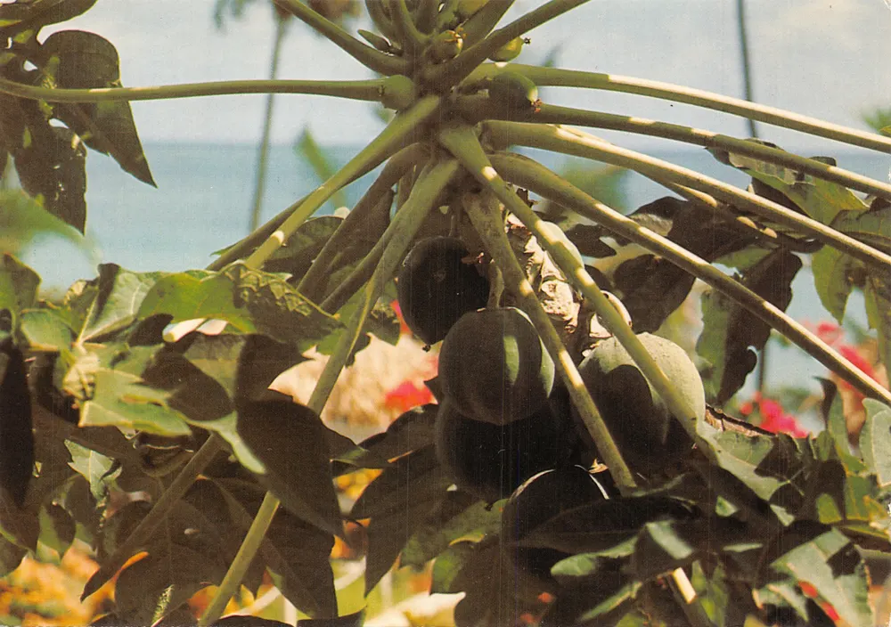 Árvore de mamão — Martinica — Hachette Antilles - Frente