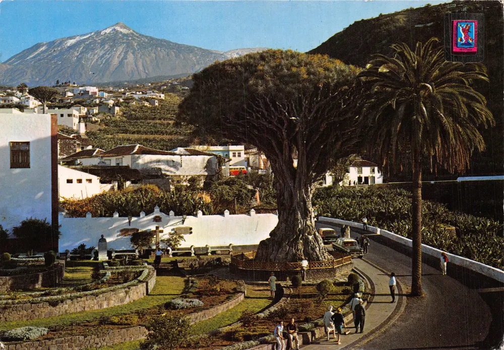 Millenarischer Drachenbaum — heiliger Baum auf Teneriffa — Edition FISA, Nr. 243 - Vorderseite