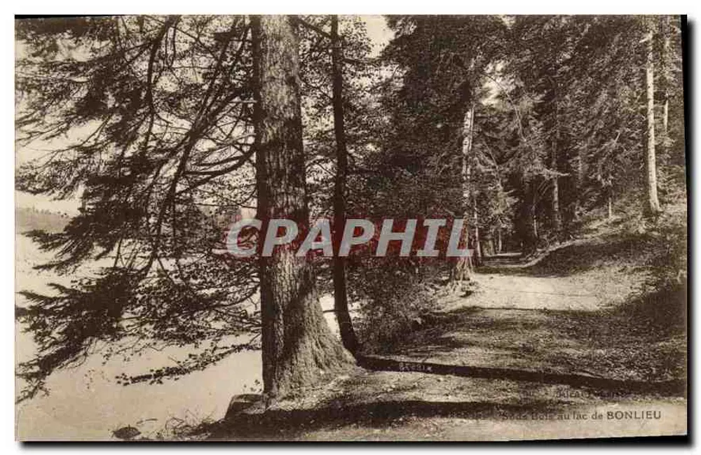 Legno al lago di Bonlieu — vista forestale — editore non identificato, numero di serie non visibile - Recto