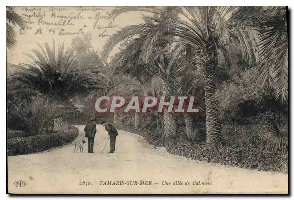 TAMARIS-SUR-MER — Eine Reihe von Palmen — Verleger E.D. n° 2870 - Vorderseite