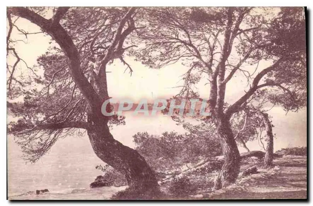 Côte d'Azur — Estudo de Árvores — editada pela Agência Nacional das Capucinas, Paris - Frente
