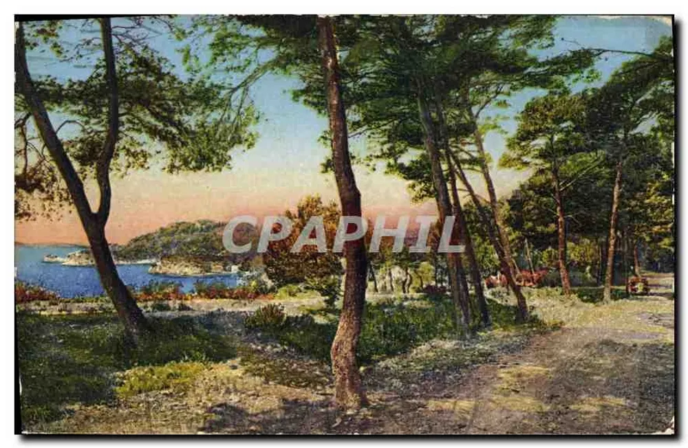 Vista del mar entre los pinos — Editor: C. Alacienne des Arts Photomécaniques — Número de serie no visible - Anverso