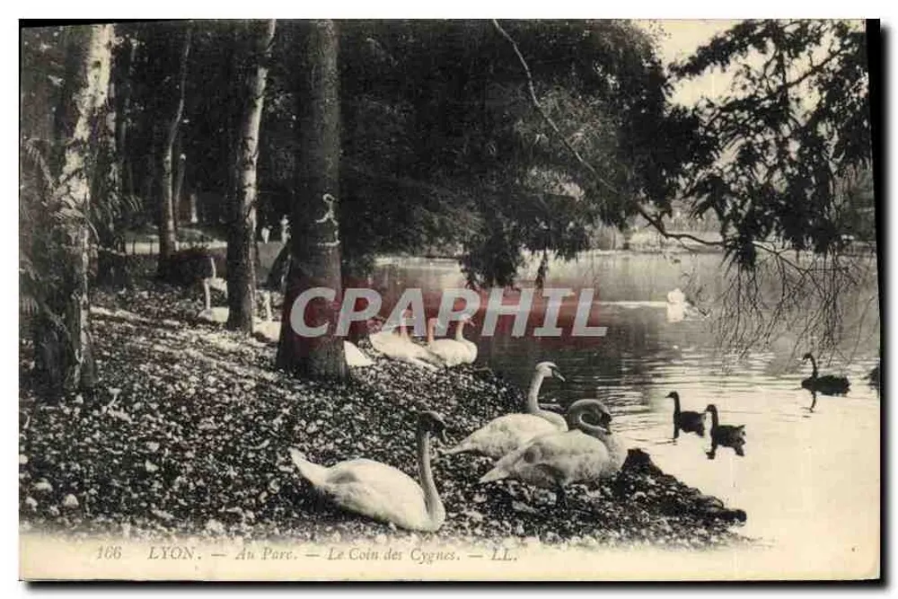 LYON — Im Park — Le Coin des Cygnes — LL. — n° 166 - Vorderseite