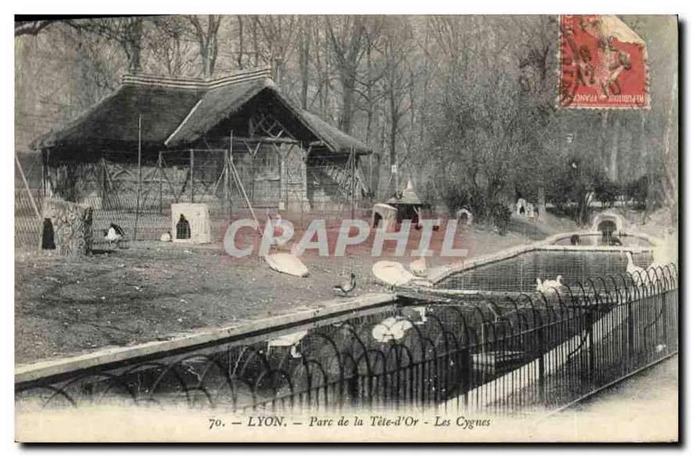 LYON — Parc de la Tête-d'Or — Die Schwäne - Vorderseite