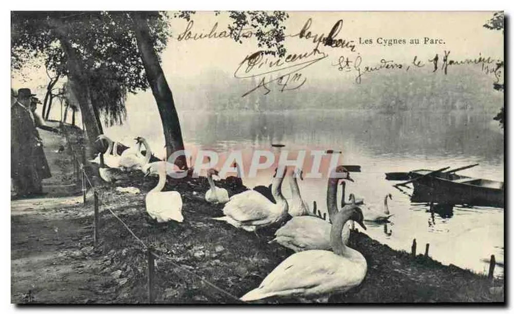 Os Cisnes no Parque — St Gaudens, 1º de Novembro de 1905 — editor não visível - Frente