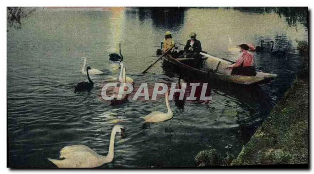 Cercle du Lac au Parc de la Tête d'Or — Szene mit Schwänen — Verlag nicht sichtbar - Vorderseite