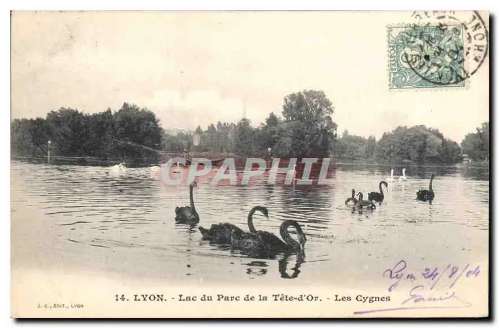 LYON - See des Parc de la Tête-d'Or - Die Schwäne - Verlag J.C., Lyon - Vorderseite