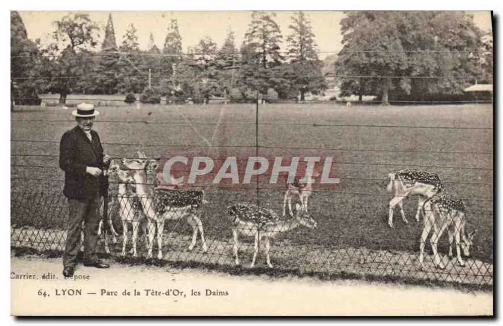 LYON — Parque de la Tête-d'Or, los Ciervos — Editor Carrier, n°64 - Anverso