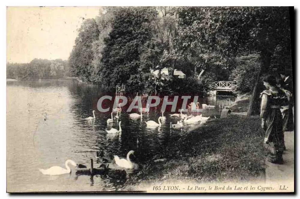 LYON - Der Park, der Uferbereich des Sees und die Schwäne - LL - Vorderseite