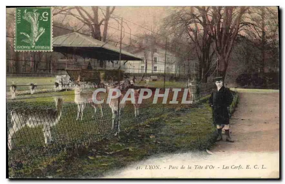 LYON - Park des Golden Head - Die Hirsche. E. C. L. - Vorderseite