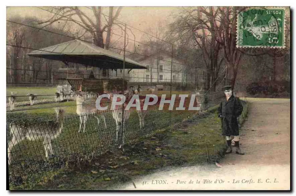 LYON - Parc de la Tête d'Or - Die Hirsche. E. C. L. - Vorderseite