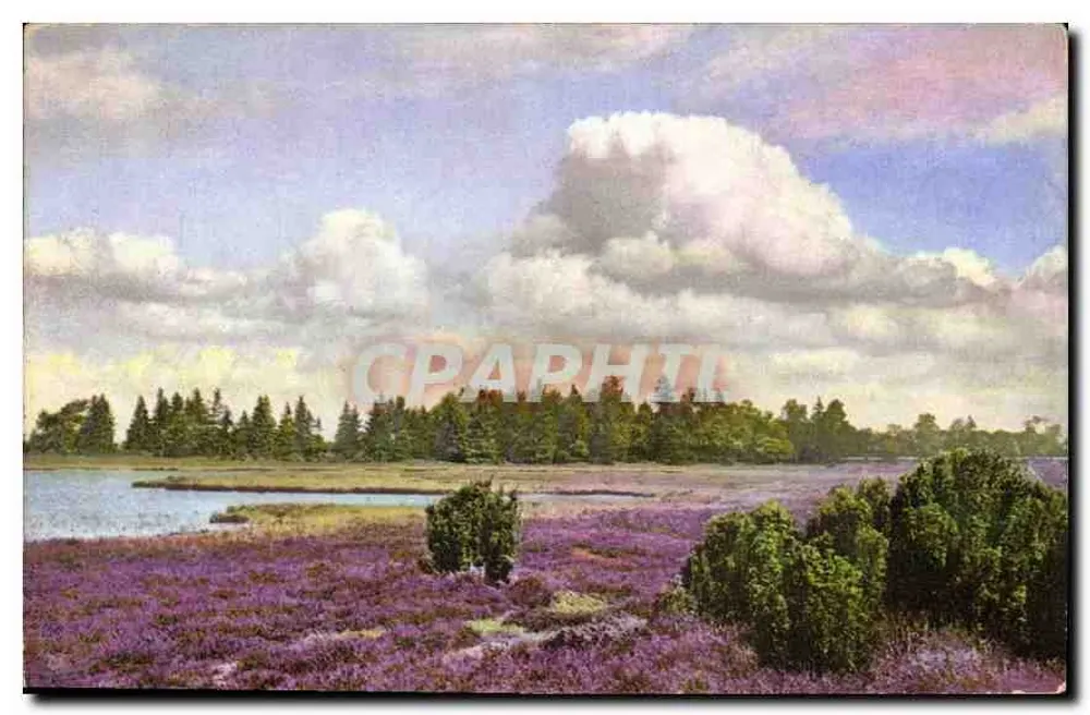 Pejzaż bagna z fioletowymi kwiatami — Photochromie — Seria 176 Nr. 8090 - Awers
