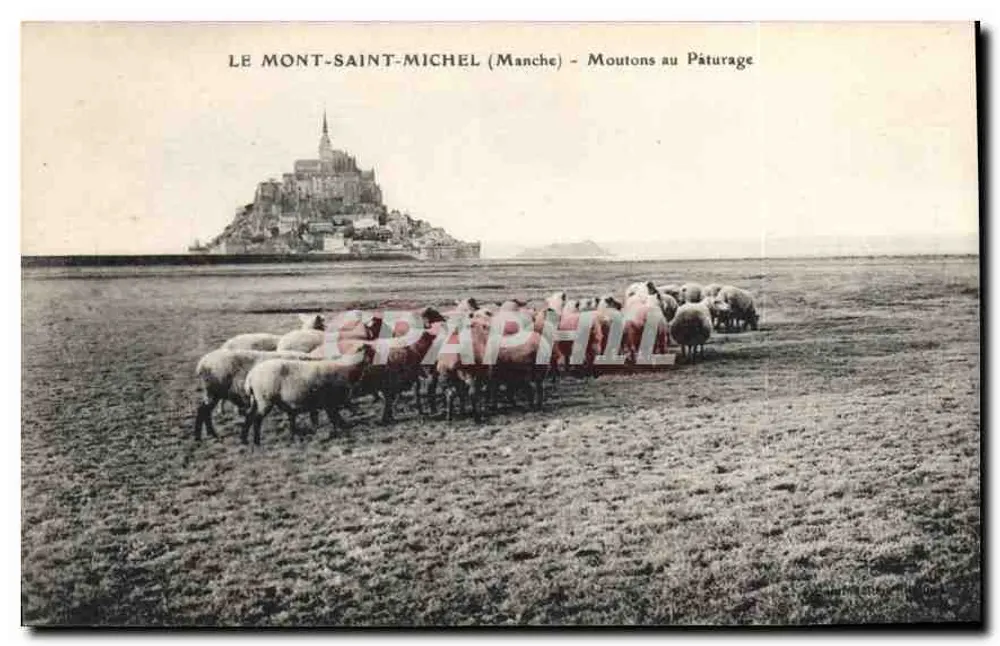 Mont-Saint-Michel (Manche) — Schafe auf der Weide — ohne Verlag oder sichtbaren Nummer - Vorderseite