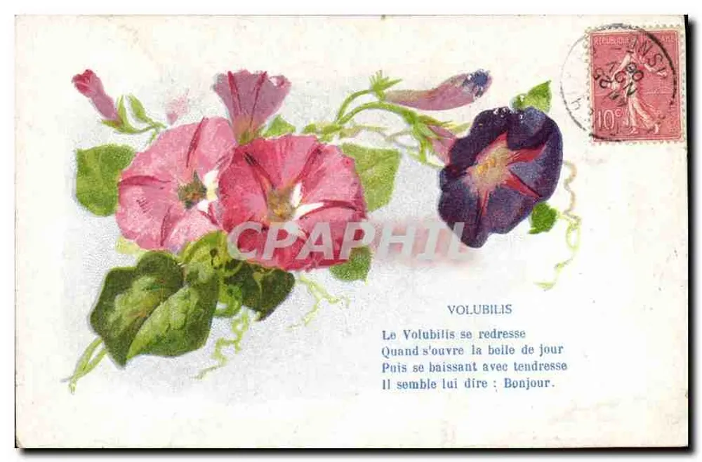 Flores de volubilis — poema — editor desconhecido - Frente