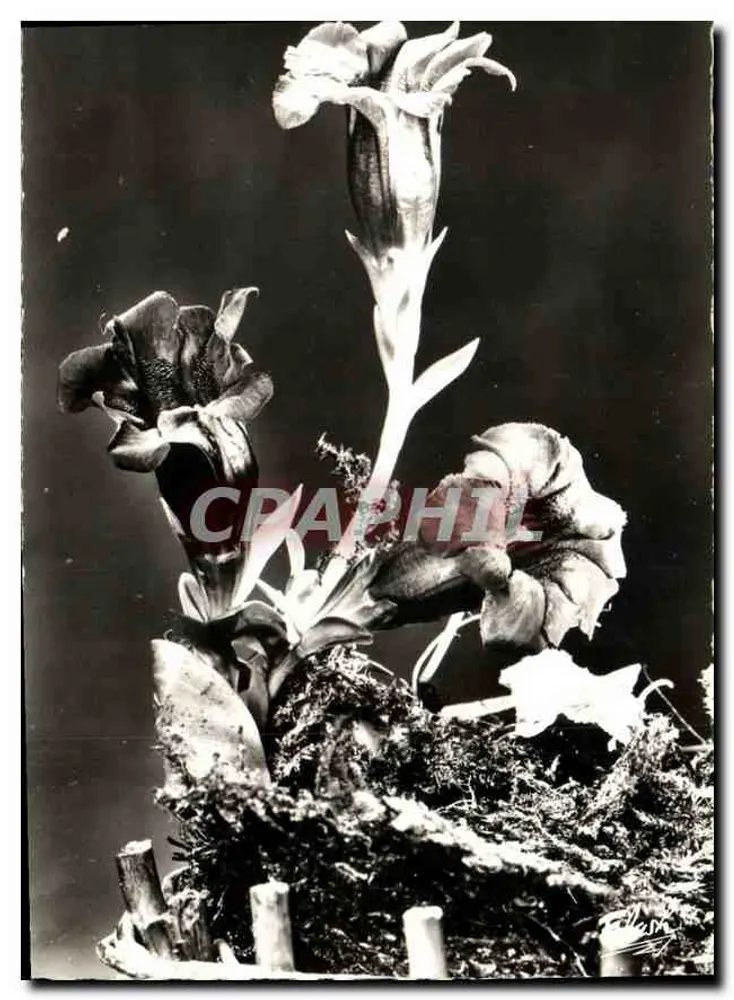 Alpenbloemen : Gentianen — Edities FUMEAIS, n°307 - Voorkant