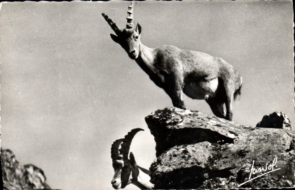Chamois — Die Tiere der Berge — Éditions Photographiques JANSOL, Chambéry - Vorderseite