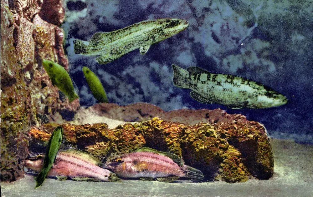 Aquarium von Monaco — Labridae-Fische — Cliché Barba, Imp. A.D.I.A. NICE - Vorderseite