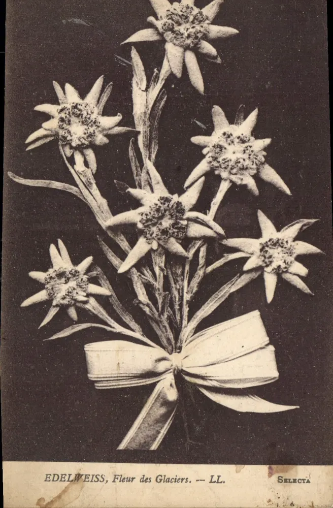 Edelweiss, Flor dos Glaciares — LL. — Selecta - Frente