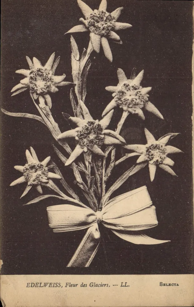 Edelweiss, Flor da Neve — LL. — Selecta - Frente