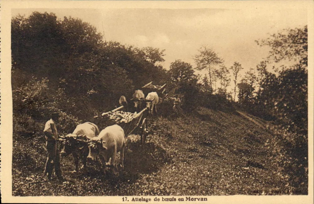 Atrelado de bois no Morvan — série 17 — editor Couven & Avillon - Frente