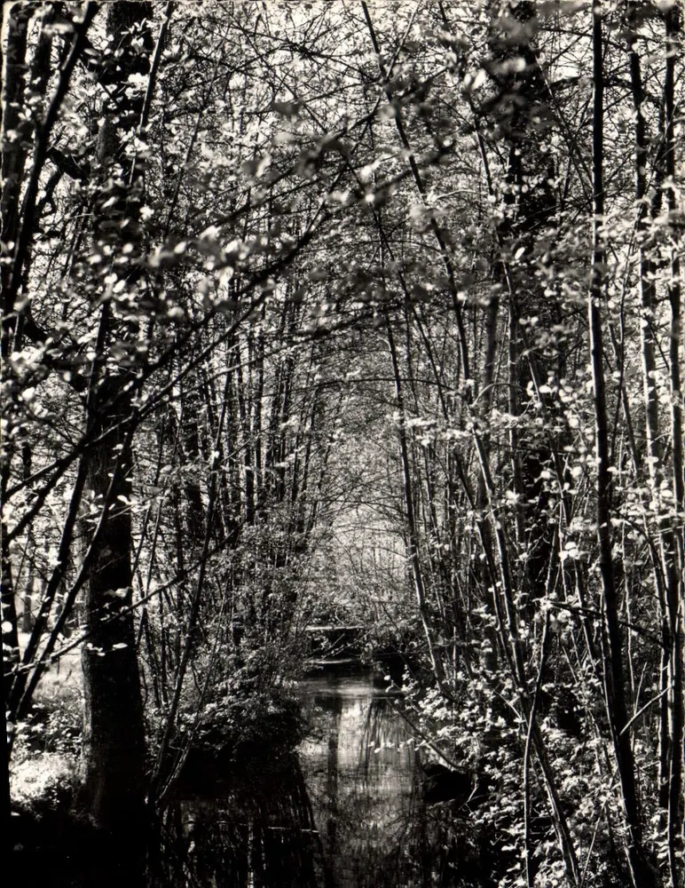 Floresta de Villedieu — Pequeno rio — Editor: Photo Véritable, n° 9623 - Frente