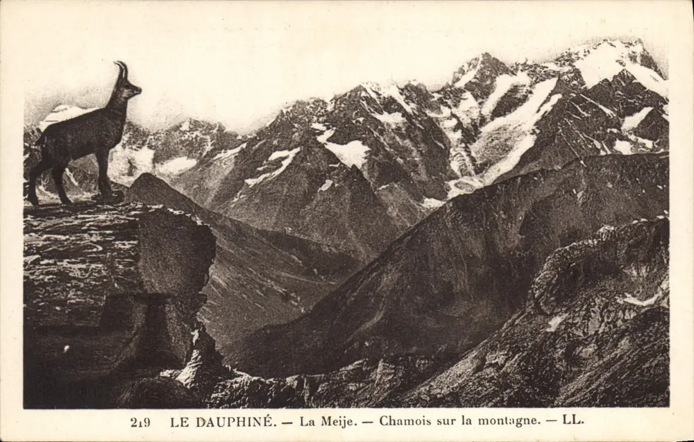 Das Dauphiné — La Meije — Alpenhirsch auf dem Berg — LL. — N° 219 - Vorderseite