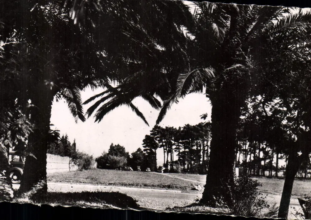 Die Palmen — Côte d'Azur — Éditions Lachalgui, Nice - Vorderseite