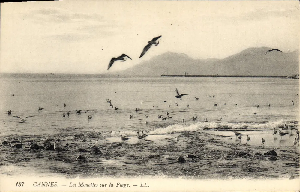 CANNES — Pombas sobre a Praia — LL. n° 137 - Frente
