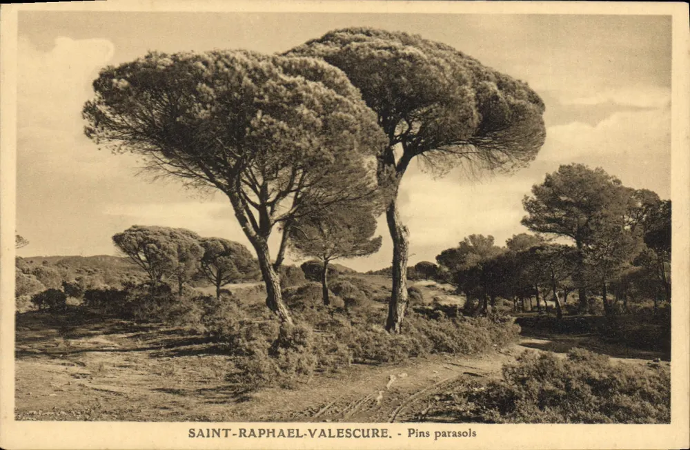 Saint-Raphaël-Valescure - Pins parasols — Ed. Stehelin, fot. St-Raphaël - Frente