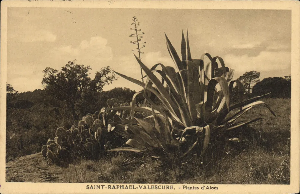 Saint-Raphaël-Valescure — Plantas de Aloe — Editor desconhecido, número de série não visível - Frente