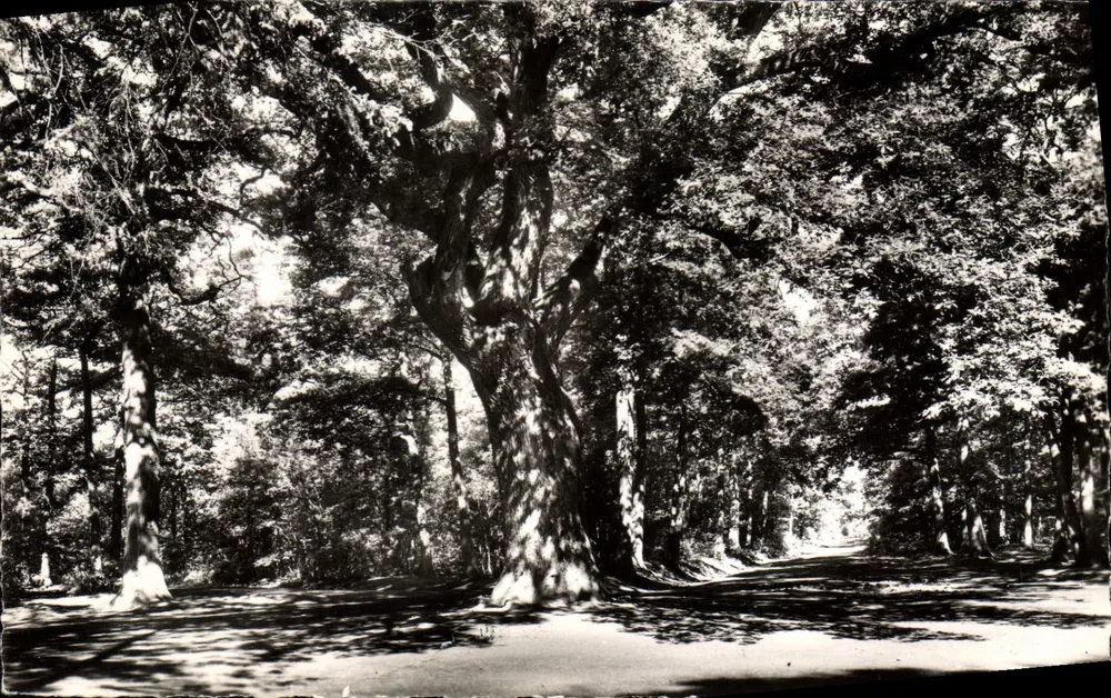 Champrosay (S.-&-O.) — Der Priorbaum im Wald — Éditions ALFA - Vorderseite