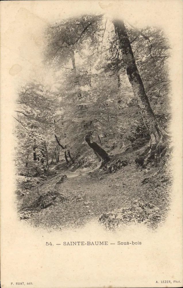 Sainte-Baume — Sous-bois — P. Ruat, edit. n°54 - Frente