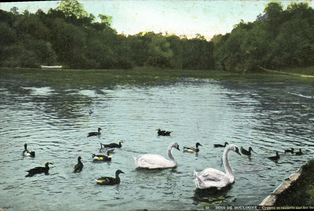 Wäldchen von Boulogne - Schwäne und Enten auf den Seen - Vorderseite