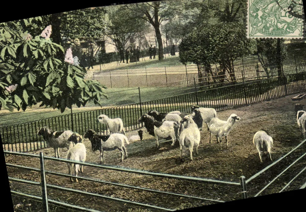 Les Moutons — Jardin des Plantes — Aqua-Photo, L.V. & Cie, Paris - Recto