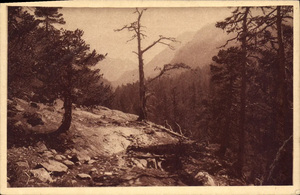 Cauterets - Vale do Mercadau — Editor Quinault & Larrèdes, n° 137 - Frente