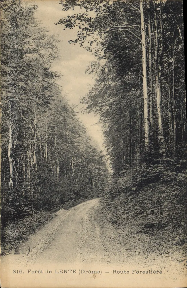 Floresta de LENTE (Drôme) — Estrada Florestal — n°316 - Frente