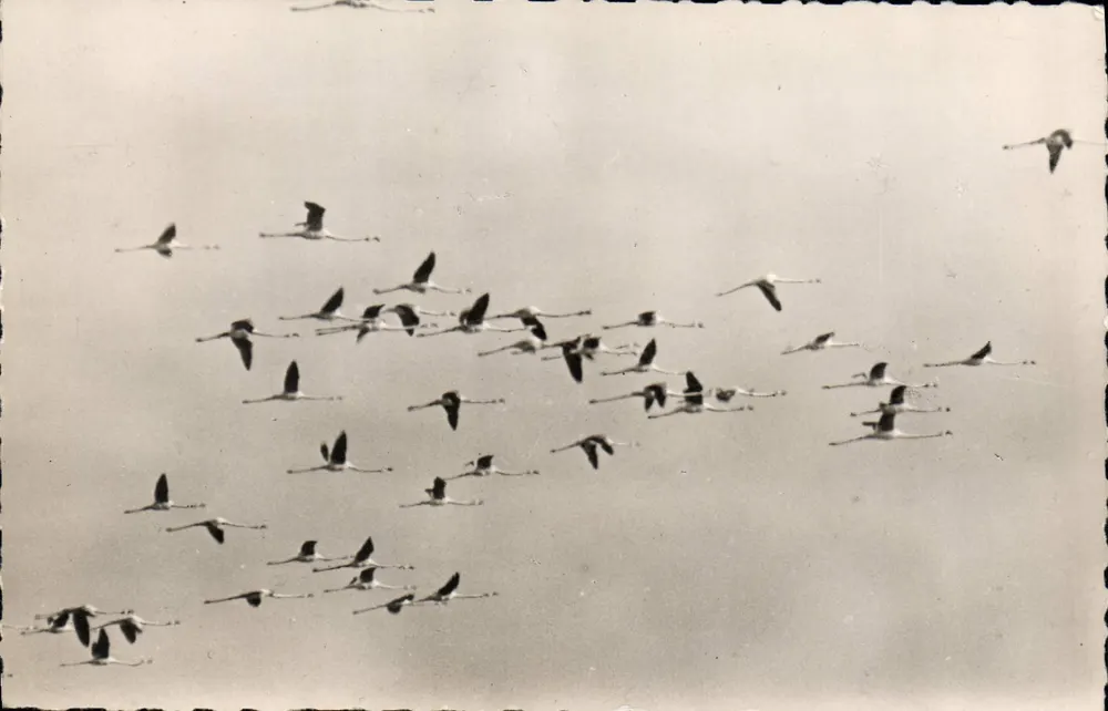 La Camargue — Flug der rosa Flamingos — Éditions Laurent Rochy - Vorderseite