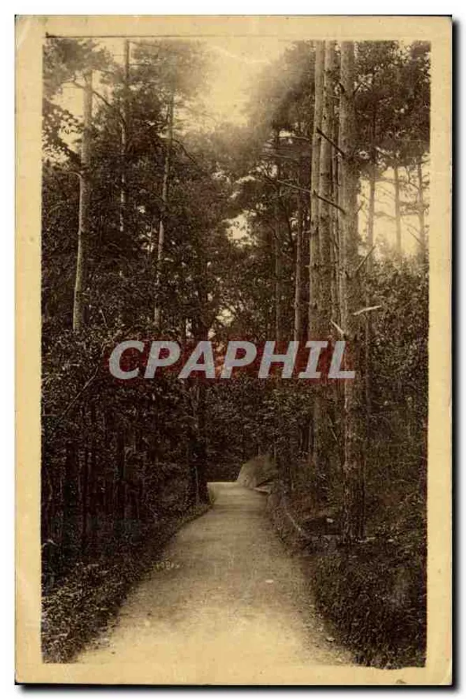 Tannenallee im Park — St-Honoré-les-Bains (Nièvre) — Verlag nicht sichtbar - Vorderseite