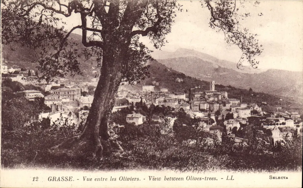 Grasse - Vista entre os Oliveiras - Selecta - Frente