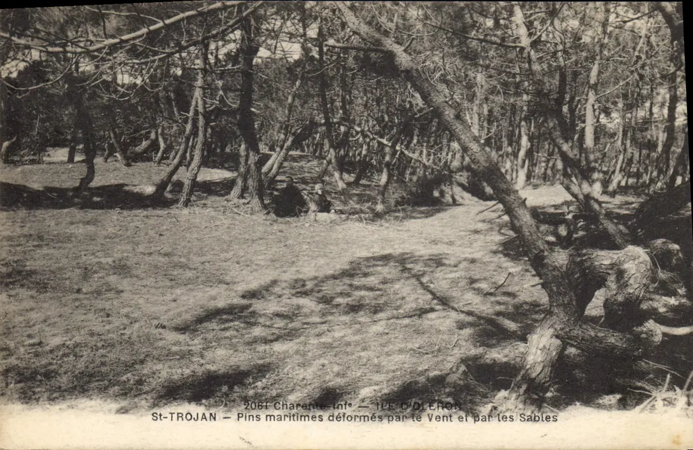 St-TROJAN — Verformte maritime Kiefernwälder durch Wind und Sand — F. BRAUN, phot.-edit., Royan (Char-Inf) - Vorderseite