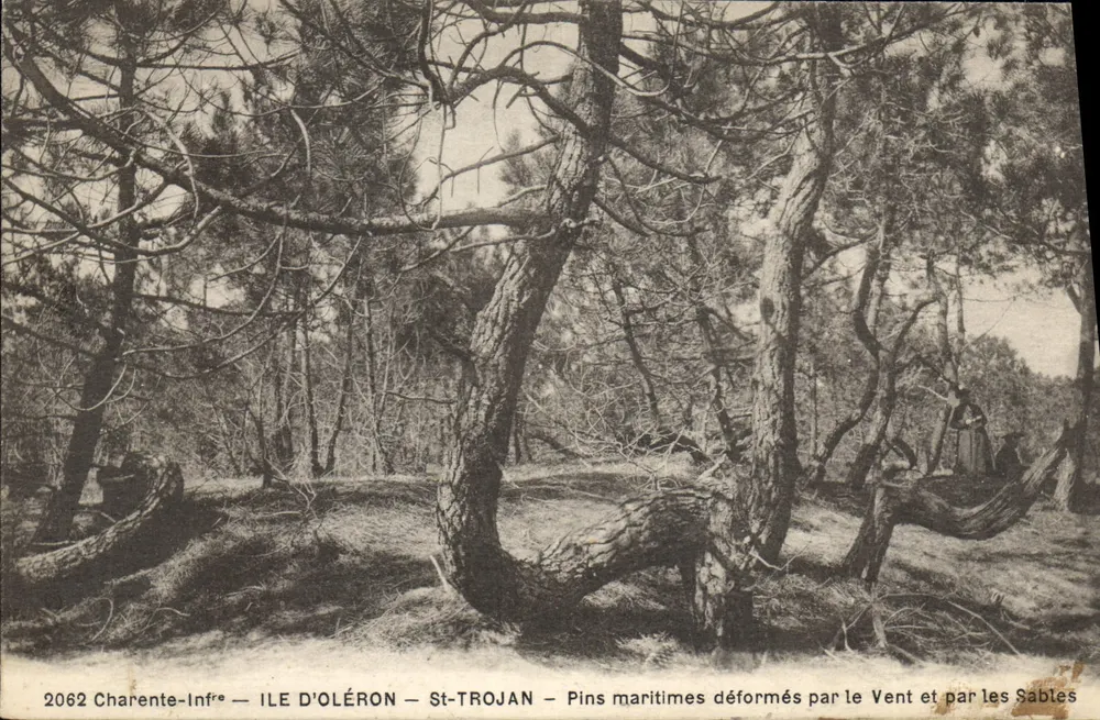 Insel Oléron — St-Trojan — Verformte Küstenkiefer durch Wind und Sand - Vorderseite
