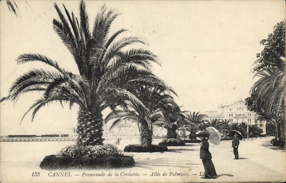 CANNES — Promenade de la Croisette — Allée de Palmiers — LL. 133 - Vorderseite