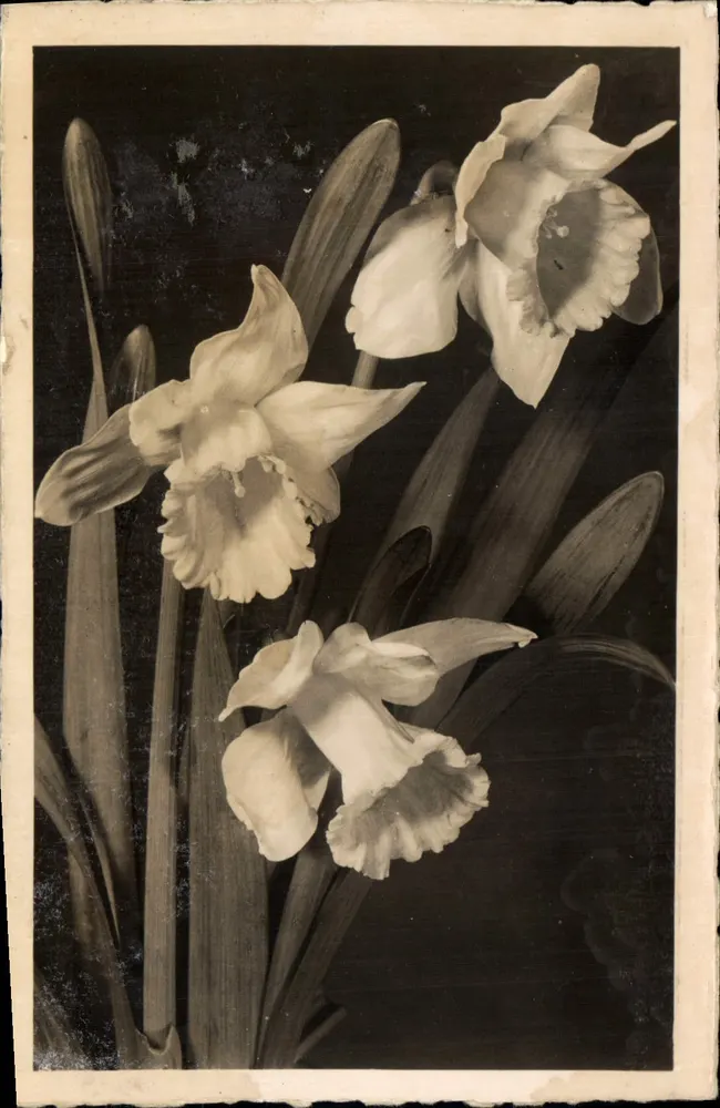 Narcisos — fotografia em preto e branco — Teco Édite Photographie n°425 - Frente