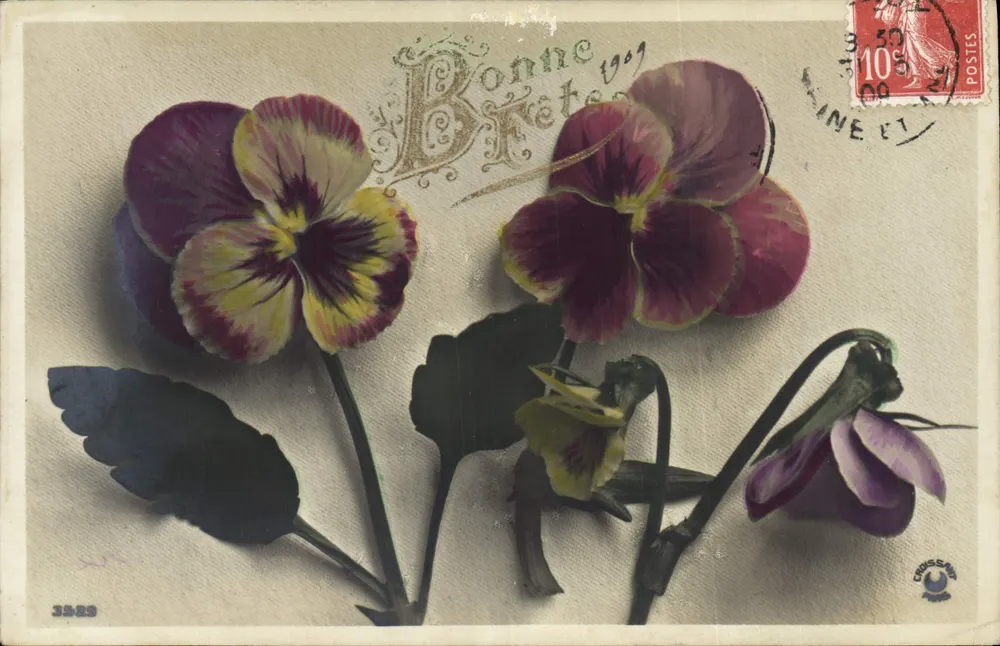 Pansées — Boa Brètes 1909 — Crissé - Frente
