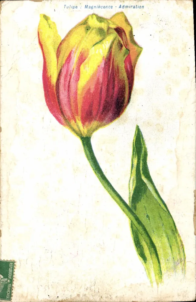 Tulipa: Magnificência - Admiração — República Francesa - Frente