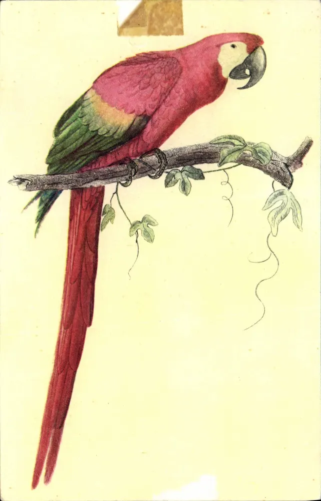 ARA ARACANGA — Editor: Comité National de l'Enfance, Paris — N° 2 - Frente