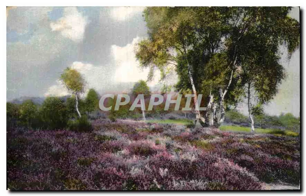 Campo de brejo — bosque de bétulas — F.E.D. Ser. 458 Dess. 2 - Frente