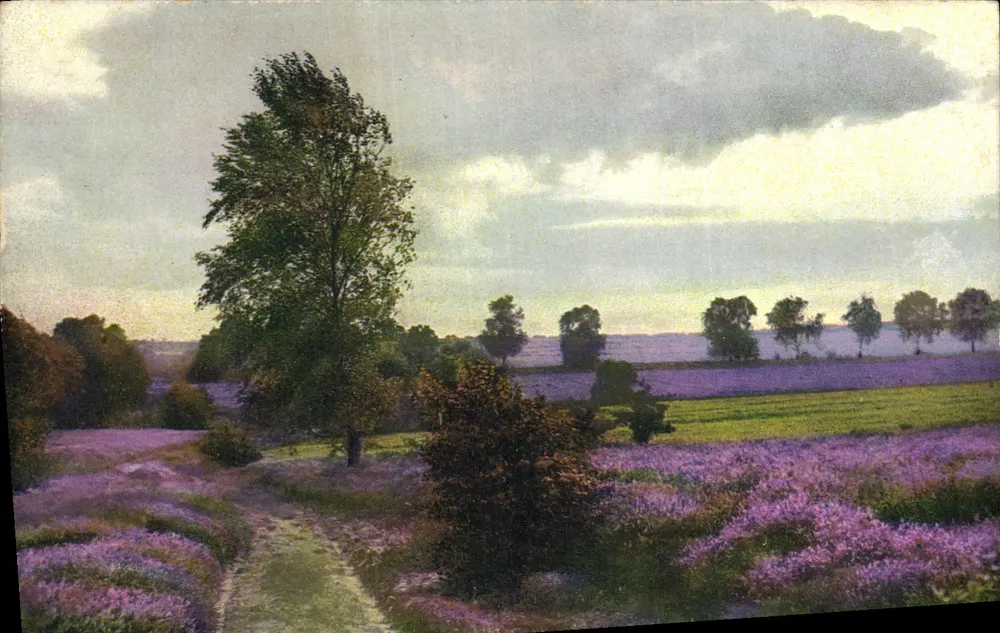 Campo de lavanda — vista paisagística — Fotochromia, Série 177, N° 3098 - Frente