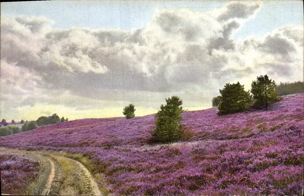 Campo de genêiros em flor — vista panorâmica — PHOTOCHROMIE D&D, série 176 n° 3087 - Frente