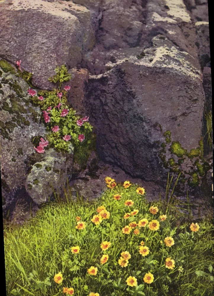 Jardim de Rübezahls — Flores amarelas e rosas entre rochedos — Photochrome, série 511, n° 818 - Frente